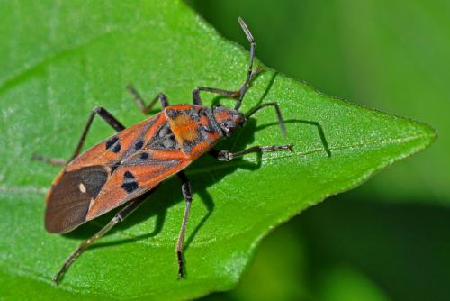 Spilostethus sp.