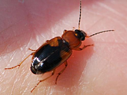 Réf. 99 369 : Stenolophus teutonus