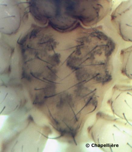 Ero tuberculata
