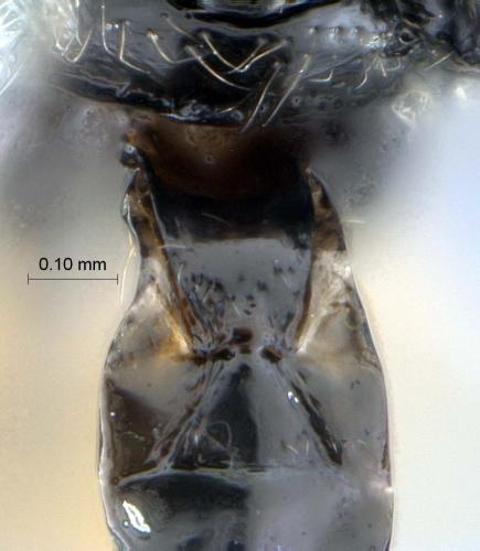 Glyptapanteles sp.