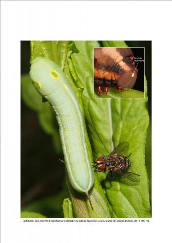 Réf. 99 900 : Nemorilla sp.