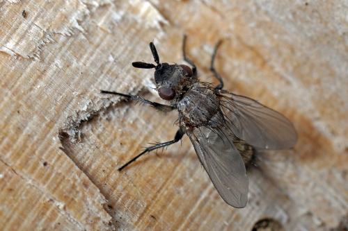 Réf. 99 566 : Triarthria setipennis