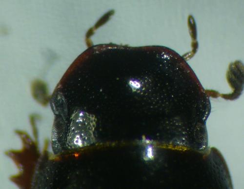 Réf. 99 194 : Liothorax niger