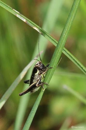Réf. 99 429 : Tettigoniinae inconnu