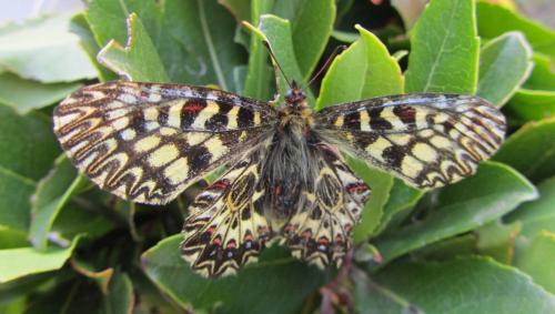 Zerynthia polyxena