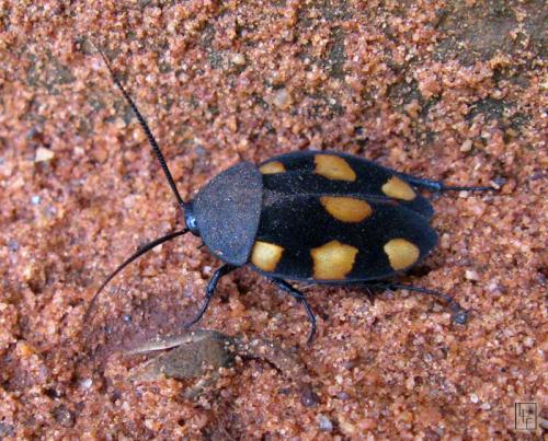 Therea regularis