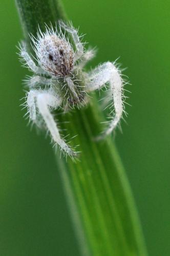 Heriaeus sp.