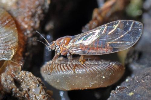 Trioza remota