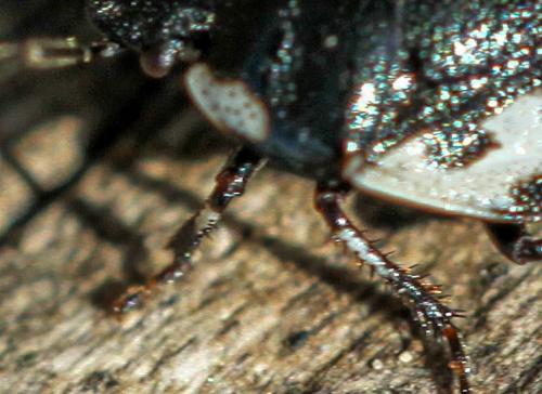 Tritomegas bicolor