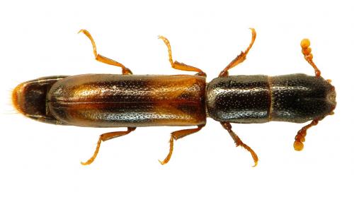 Nemozoma elongatum