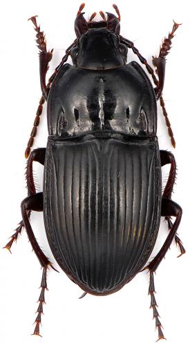 Abax ovalis