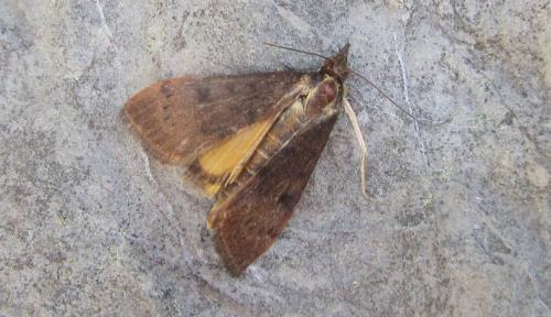 Uresiphita gilvata