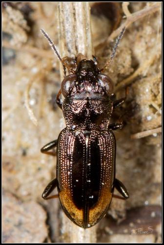 Réf. 99 601 : Notiophilus biguttatus