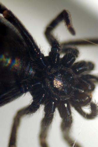 Titanoeca sp.