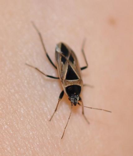 Réf. 99 838 : Xanthochilus saturnius