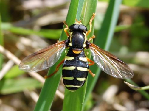 Réf. 99 657 : Philhelius citrofasciatum