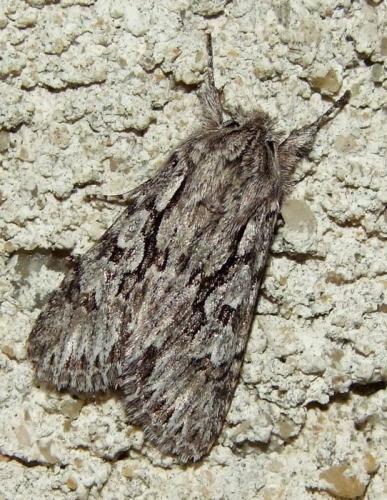 Réf. 99 909 : Xylocampa areola