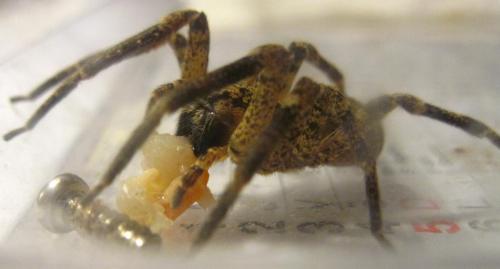 Zoropsis spinimana