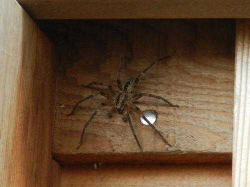 Zoropsis spinimana