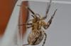 99532 – Photo : Pierre Chico-Sarro – France (69)