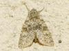 99208 – Photo : Franck Buron – France (49)