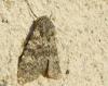 99209 – Photo : Franck Buron – France (49)