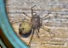 Scytodes thoracica