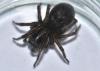 Amaurobius ferox