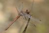 99520 – Photo : Berger Laurent – France (83)