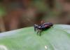 99465 – Photo : Olivier Gaubert – Guyane française