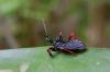 99466 – Photo : Olivier Gaubert – Guyane française