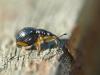99598 – Photo : Franck Buron – France (49)