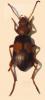 99279 – Photo : André Simon – Guyane française