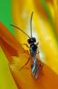 99129 – Photo : Christophe Quintin – France (22)