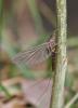 99001 – Photo : Gilles SALAMA – France (81)