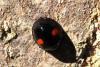 99332 – Photo : Michel Ehrhardt – France (68)