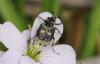 99708 – Photo : Michel Ehrhardt – France (68)
