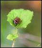 99135 – Photo : Josselyne Bayle – France (33)
