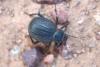 99105 – Photo : Gerard VIGO – Maroc