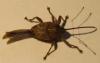 99621 – Photo : Florentin MADROLLES – France (54)