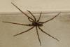 99071 – Photo : Laure Marquet – Gabon