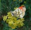 99800 – Photo : Arnaud Jean-Pierre – France (11)
