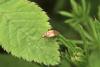 99316 – Photo : Michel Mathieu – France (14)