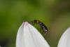 99342 – Photo : Fabricius – France (83)