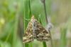 99763 – Photo : Fabricius – France (13)