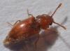 Cryptophagus sp.