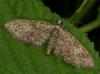 99872 – Photo : Pelouard – France (72)