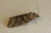 99249 – Photo : Paul Cabrol – France (09)