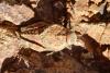 99431 – Photo : Gerard VIGO – Maroc