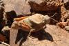 99433 – Photo : Gerard VIGO – Maroc